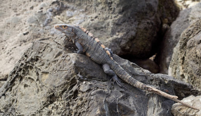 Black Iguana / Witzwarte grondleguaan