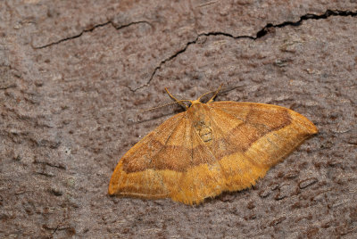Drepana cultraria / Beukeneenstaart 