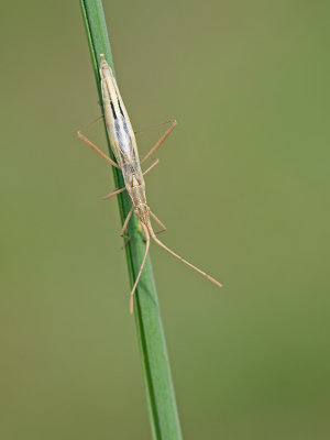 Chorosoma schillingii  / Grote slanke glasvleugelwants