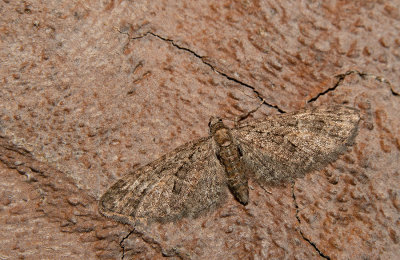 Eupithecia subfuscata / Grijze dwergspanner 