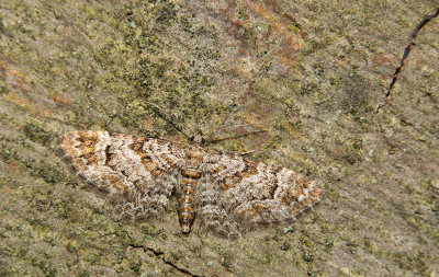 Gymnoscelis rufifasciata / Zwartkamdwergspanner