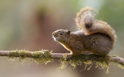 Bangs's mountain squirrel / Midden-Amerikaanse bergeekhoorn