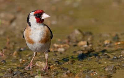Goldfinch / Putter