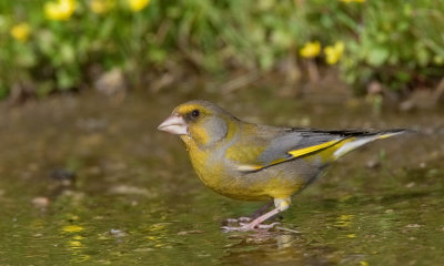 Greenfinch / Groenling