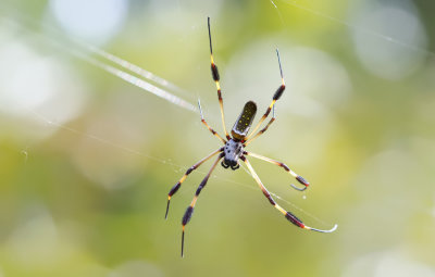 Trichonephila clavipes