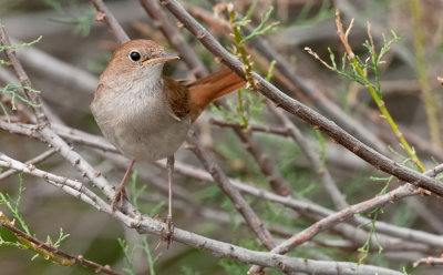 Common Nightingale / Nachtegaal
