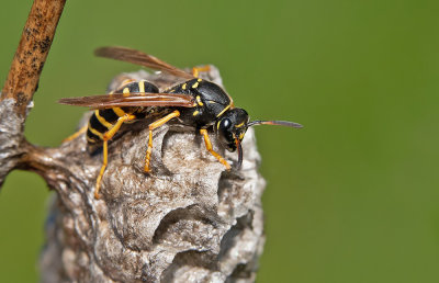 Polistes biglumis / Bergveldwesp 