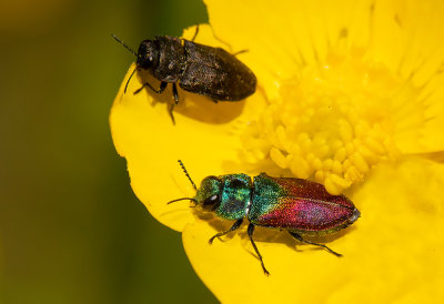 Anthaxia salicis