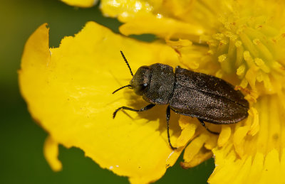 Anthaxia quadripunctata