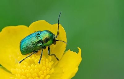 Cryptocephalus aureolus