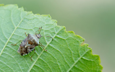 Parent bug / Gewone kielwants