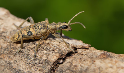 Rhagium mordax / Geelzwarte ribbelboktor