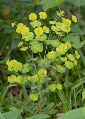 Euphorbia amygdaloides / Amandelwolfsmelk