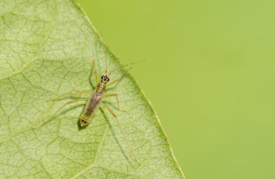 Dicyphus pallidus / Bosandoornbochelwants 
