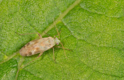 Megalocoleus molliculus / Duizendbladblindwants