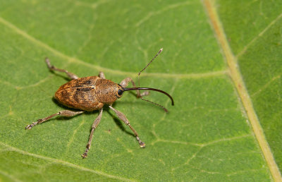 Curculio glandium / Kleine eikelboorder 