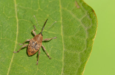 Curculio glandium / Kleine eikelboorder 