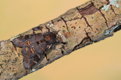 Iron prominent / Dromedaris