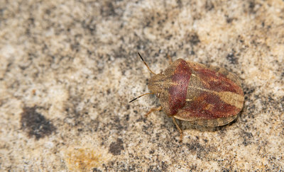 Eurygaster testudinaria / Gewone pantserwants