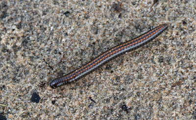 Ommatoiulus sabulosus / Grote tweestreep