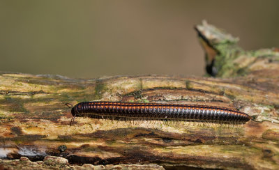 Ommatoiulus sabulosus / Grote tweestreep