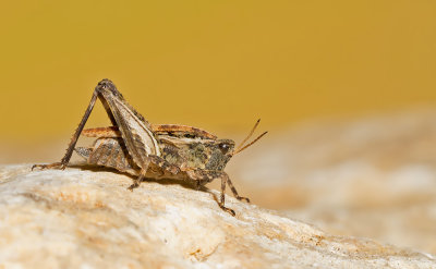 Common Ground-hopper / Gewoon doorntje