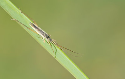 Notostira elongata / Bruine graswants 
