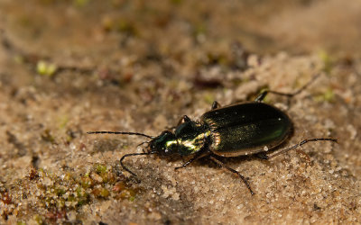 Agonum marginatum / Geelgerande moerasloopkever