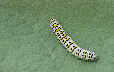 Cucullia verbasci / Kuifvlinder 