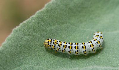 Cucullia verbasci / Kuifvlinder 