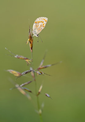 Brown Argus / Bruinblauwtje