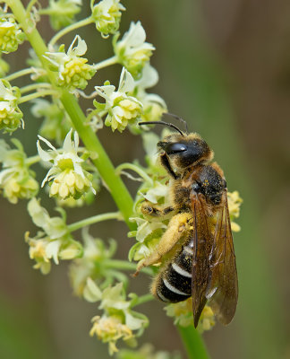 Halictus quadricinctus / Vierbandgroefbij 