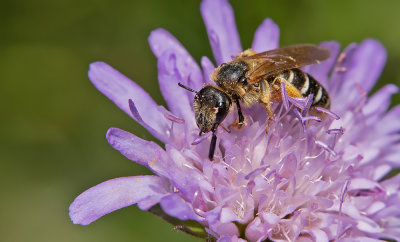 Halictus quadricinctus / Vierbandgroefbij 