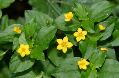 Lysimachia nemorum / Boswederik