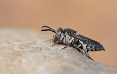 Coelioxys afer / Schubhaarkegelbij