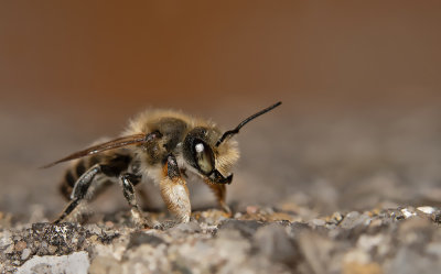 Willughby's Leafcutter / Grote bladsnijder