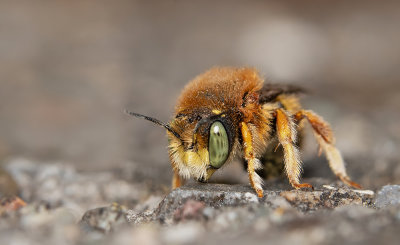 Anthidium punctatum / Kleine wolbij 