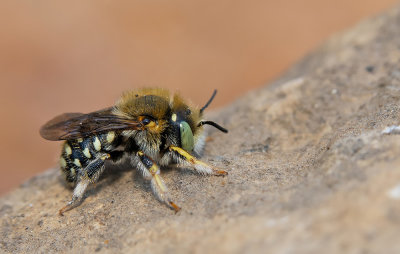 Anthidium punctatum / Kleine wolbij 