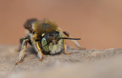 Anthidium punctatum / Kleine wolbij 