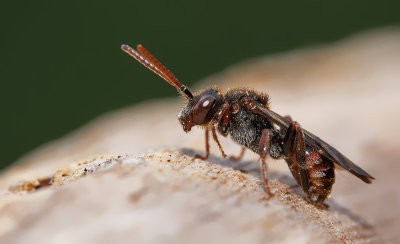 Nomada integra  / Tweekleurige wespbij