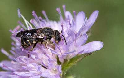 Stelis punctulatissima / Geelgerande tubebij