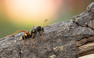 Wasp beetle / Kleine wespenbok