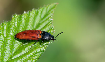 Ampedus elongatulus