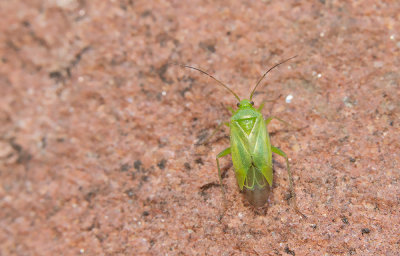Lygocoris pabulinus / Groene appelschaduwwants