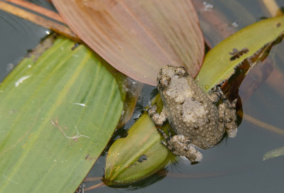 Yellow bellied toad / Geelbuikvuurpad