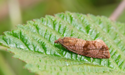 Celypha striana  / Paardenbloembladroller 