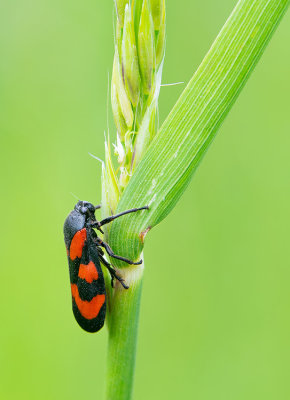 Auchenorrhyncha (Cicadas and Leafhoppers / Cicaden)