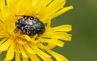 Oxythyrea funesta / Rouwende gouden tor 