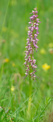 Man Orchid x Military Orchid / Poppenorchis x Soldaatje