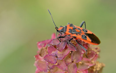 Cinnamon Bug / Kaneelwants